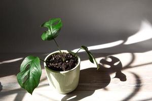 Monstera Minima Rhaphidophora TETRASPERMA close-up leaf on the windowsill in bright sunlight with shadows. Potted house plants, green home decor, care and cultivation photo