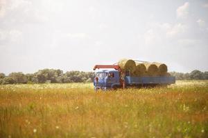 A blue truck with an arrow takes round haystacks out of the field. Harvesting for winter fodder for cattle, agriculture, animal keeping, harvesting from the fields photo