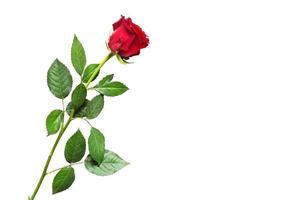 Red rose on white background with copyspace, isolated. A gift for a woman on a holiday, an invitation to a date, Valentine's Day, a sign of love photo