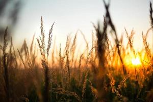 Dry grass-panicles of the Pampas against orange sky with a setting sun. Nature, decorative wild reeds, ecology. Summer evening, dry autumn grass photo