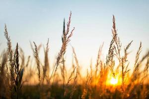 Dry grass-panicles of the Pampas against orange sky with a setting sun. Nature, decorative wild reeds, ecology. Summer evening, dry autumn grass photo