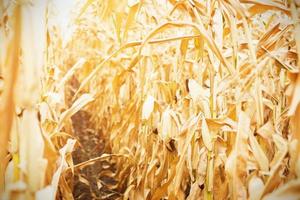 hileras de maíz maduro en una plantación seca. camino entre plantaciones de cultivos de cereales, camas con cultivos. espacio para texto foto