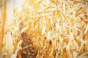 Rows of ripe corn on a dry plantation. Path between plantings of grain crops, beds with crops. Space for text photo