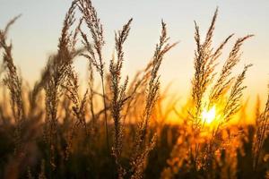 Dry grass-panicles of the Pampas against orange sky with a setting sun. Nature, decorative wild reeds, ecology. Summer evening, dry autumn grass photo