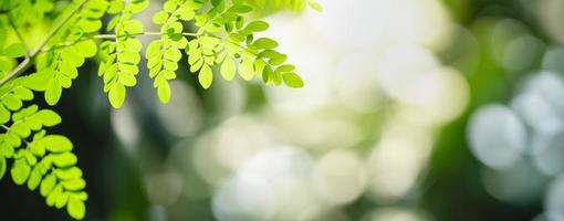 Closeup of beautiful nature view green leaf on blurred greenery background in garden with copy space using as background cover page concept. photo