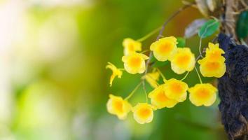 Closeup of yellow orchid flower and green leaf under sunlight with copy space using as background natural plants landscape, ecology cover page concept. photo