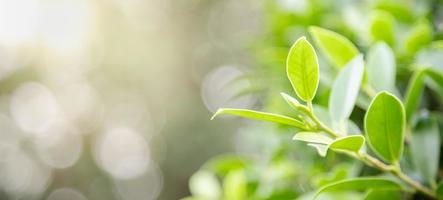 primer plano de la vista de la naturaleza hoja verde sobre fondo verde borroso bajo la luz del sol con bokeh y espacio de copia utilizando como fondo el paisaje de plantas naturales, concepto de cubierta ecológica. foto