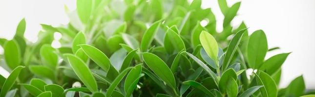 Close up of nature view green leaf on blurred greenery background under sunlight with bokeh and copy space using as background natural plants landscape, ecology cover concept. photo