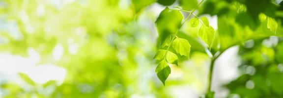 Close up of nature view green leaf on blurred greenery background under sunlight with bokeh and copy space using as background natural plants landscape, ecology cover concept. photo