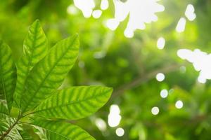 Close up of nature view green leaf on blurred greenery background under sunlight with bokeh and copy space using as background natural plants landscape, ecology wallpaper concept. photo