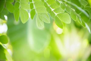 Close up of nature view green leaf on blurred greenery background under sunlight with bokeh and copy space using as background natural plants landscape, ecology cover concept. photo