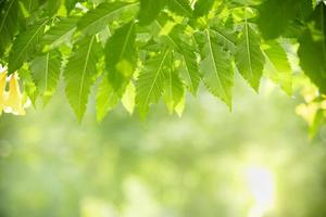 Close up of nature view green leaf on blurred greenery background under sunlight with bokeh and copy space using as background natural plants landscape, ecology wallpaper concept. photo