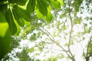 Close up of nature view green leaf on blurred greenery background under sunlight with bokeh and copy space using as background natural plants landscape, ecology wallpaper concept. photo