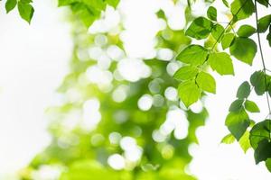 Close up of nature view green leaf on blurred greenery background under sunlight with bokeh and copy space using as background natural plants landscape, ecology wallpaper concept. photo