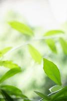 Close up of nature view green leaf on blurred greenery background under sunlight with bokeh and copy space using as background natural plants landscape, ecology wallpaper concept. photo