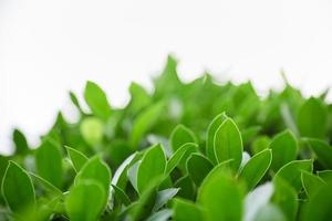 Close up of nature view green leaf on blurred greenery background and white sky under sunlight with bokeh and copy space using as background natural plants landscape, ecology wallpaper concept. photo