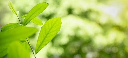 Close up of nature view green leaf on blurred greenery background under sunlight with bokeh and copy space using as background natural plants landscape, ecology cover concept. photo