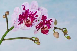 branch of butterfly orchid photo