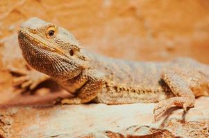 male bearded dragon in its terrarium photo