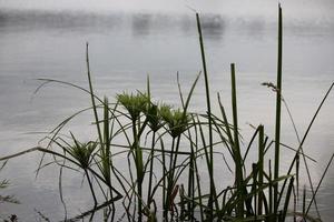 a small tree growing by the river. photo