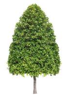 Symmetric cone shape trim topiary tree isolated on white background for formal and artistic design garden photo