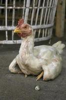 pollo es un término que se refiere al macho de varias aves de corral. se cría en muchos lugares por su carne y huevos foto