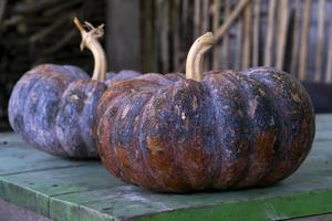 A pumpkin is a cultivar of winter squash that is round with smooth, slightly ribbed skin, and is most often green to deep yellow to orange in coloration.