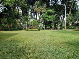 green grass landscape with shady trees photo