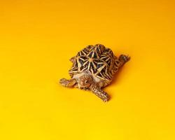 estrella india son reptiles muy raros, estos animales también se clasifican como animales antiguos porque pueden tener cientos de años. la tortuga, que solo puede vivir en la tierra, no puede vivir en el agua. foto