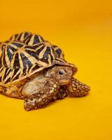 estrella india son reptiles muy raros, estos animales también se clasifican como animales antiguos porque pueden tener cientos de años. la tortuga, que solo puede vivir en la tierra, no puede vivir en el agua. foto