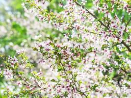 Branch with blossoms Sakura. Abundant flowering bushes with pink buds cherry blossoms in the spring. Flowers of Prunus incisa in april. photo