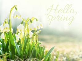 hola concepto de primavera. gotas de nieve, primeras flores de primavera en el prado, símbolo del despertar de la naturaleza a la luz del sol. tono claro foto