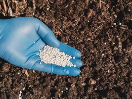 la aplicación de fertilizantes nitrogenados en el suelo a principios de primavera, cuidado de las plantas foto