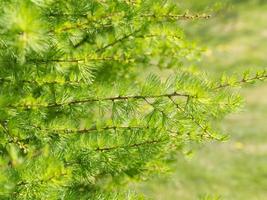 Spring green bright larch branches, close-up, green background photo
