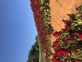 flores rojas en el jardín. foto