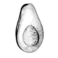 Avocado sketch isolated ona white background. Hand drawn vector illustration