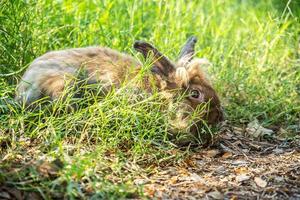 Cottontail brown bunny rabbit hiding behind in long green grass photo