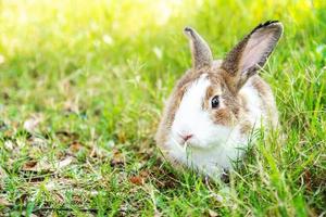 encantador conejito lindo y peludo, conejo en el prado hermosa escena primaveral, mirando algo mientras se sienta en la hierba verde sobre el fondo de la naturaleza. foto