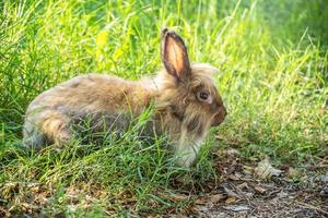 encantador conejito lindo y peludo, conejo en el prado hermosa escena primaveral, mirando algo mientras se sienta en la hierba verde sobre el fondo de la naturaleza. foto