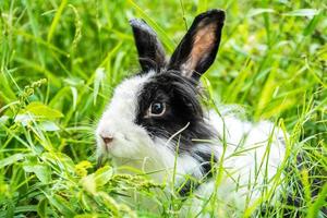 precioso conejito peludo, conejo blanco y negro en la pradera hermosa escena primaveral, mirando algo mientras se sienta en la hierba verde sobre el fondo de la naturaleza.