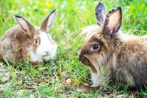 Two rabbits grey and white peep out of the green grass on a lawn photo