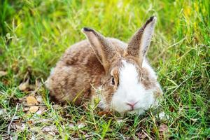 Lovely furry Cute bunny, rabbit in meadow beautiful spring scene, looking at something while sitting on green grass over nature background. photo