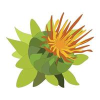 Safflower bud, Carthamus tinctorius, botanical vector illustration.