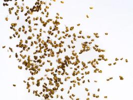 Many little spiderlings photo