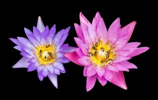 Pink with purple lotus flowers on a black background.
