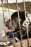 Black dog was left in the cage. photo