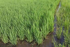 fondo de arroz de los botines. foto