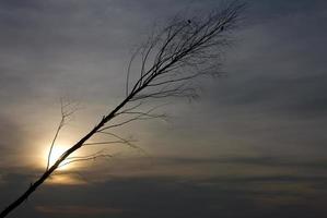 Silhouette of the birds on tree branches in the sun. photo