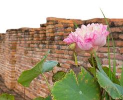 rosa loto y paredes de ladrillo. foto