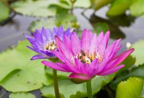 Purple and pink lotus flowers are close together.